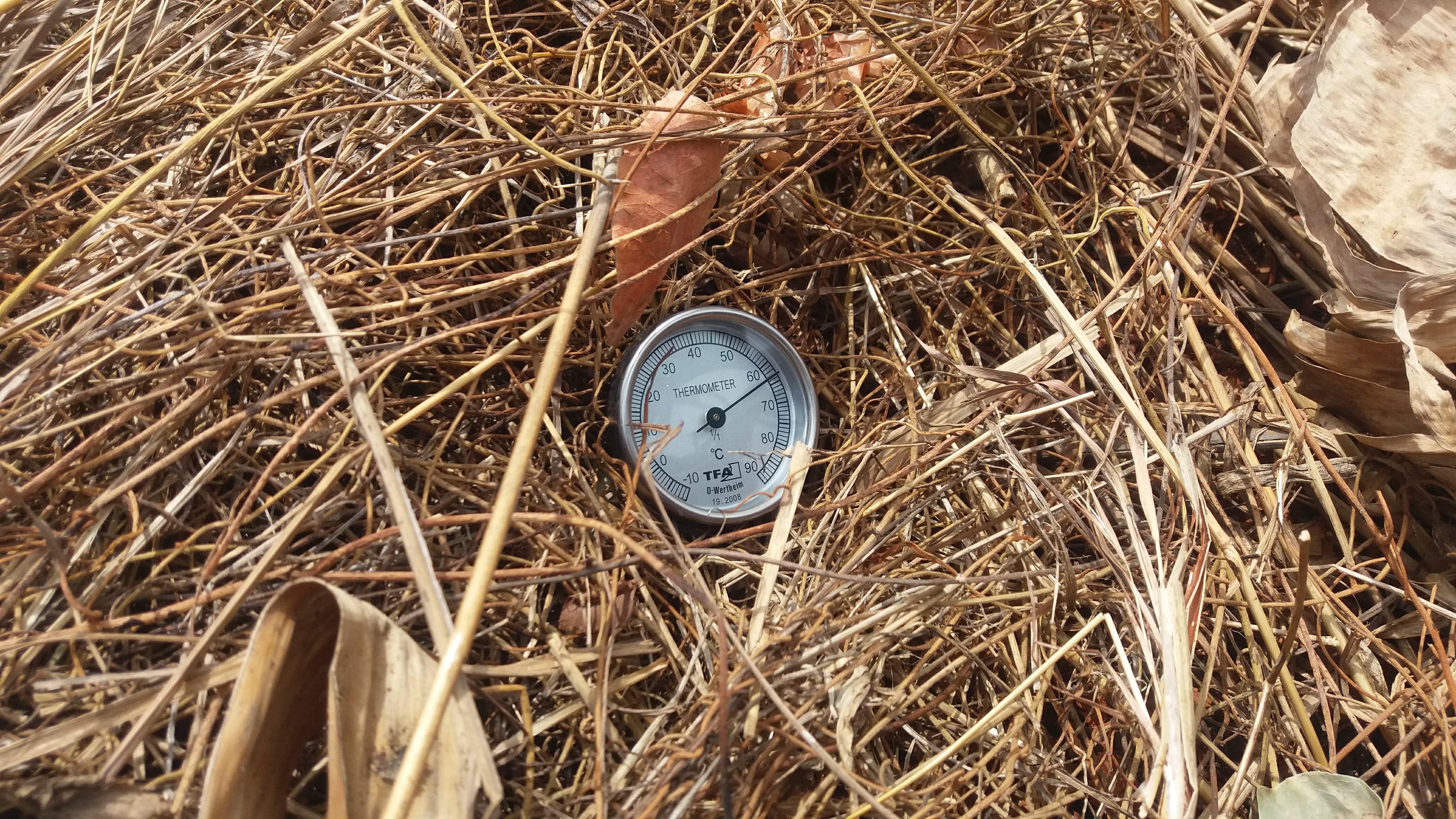Fase mesófila do processo de compostagem em curso